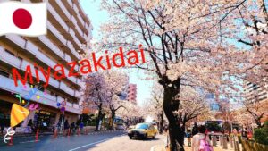 宮崎台の桜
