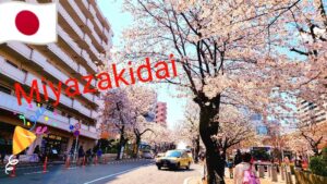 宮崎台の桜