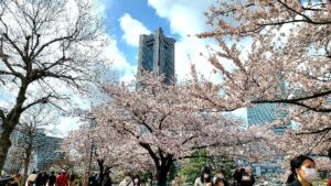 横浜　桜木町 汽車道の桜