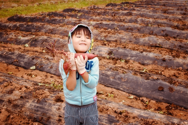 芋ほりをする男の子の画像